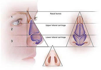 The Anatomy of the Nose: External Triangles